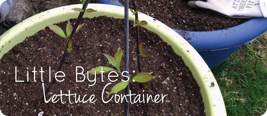 Little Bytes – Lettuce Container