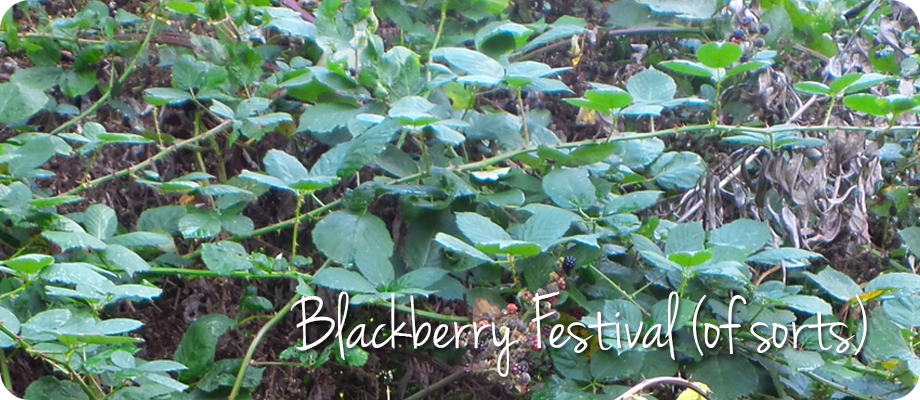 Blackberry Festival (of sorts)