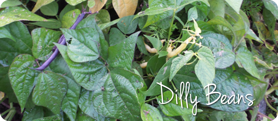 plantswoman design's dilly beans