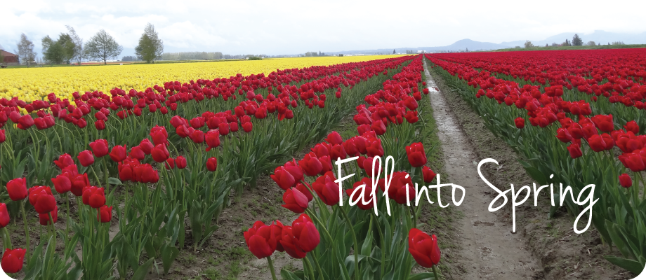 Fall into Spring