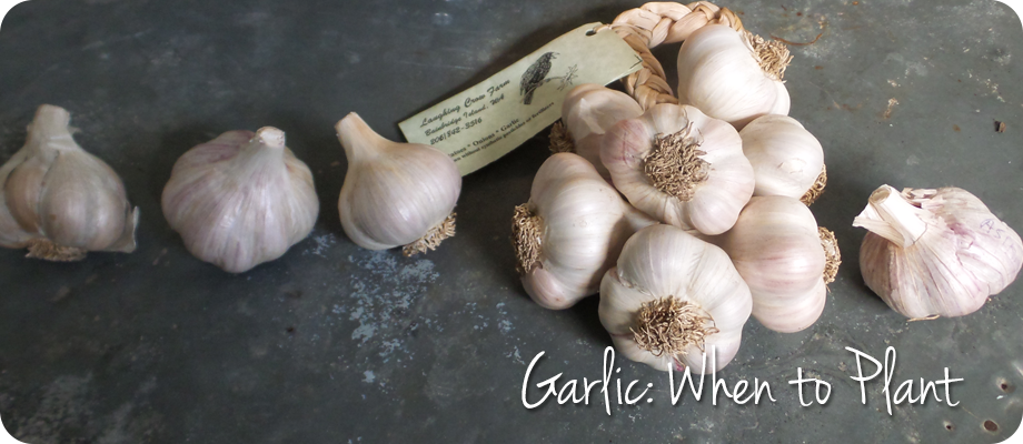 Garlic: When to Plant