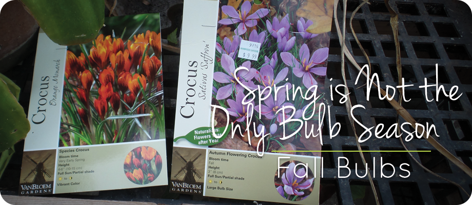 Spring is Not the Only Bulb Season: Fall Bulbs