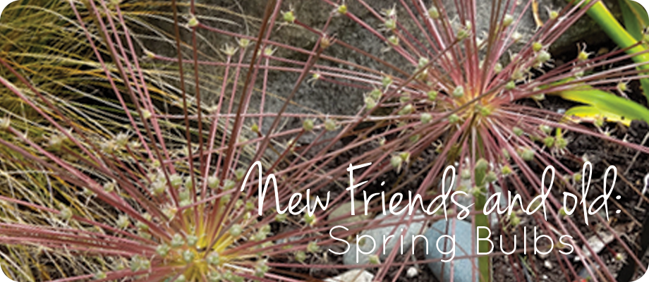 New Friends and Old: Spring Bulbs