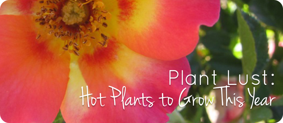 Plant Lust – Hot Plants to grow this year.