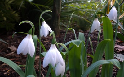 Snow Drop Fever: Beguiling Galanthus