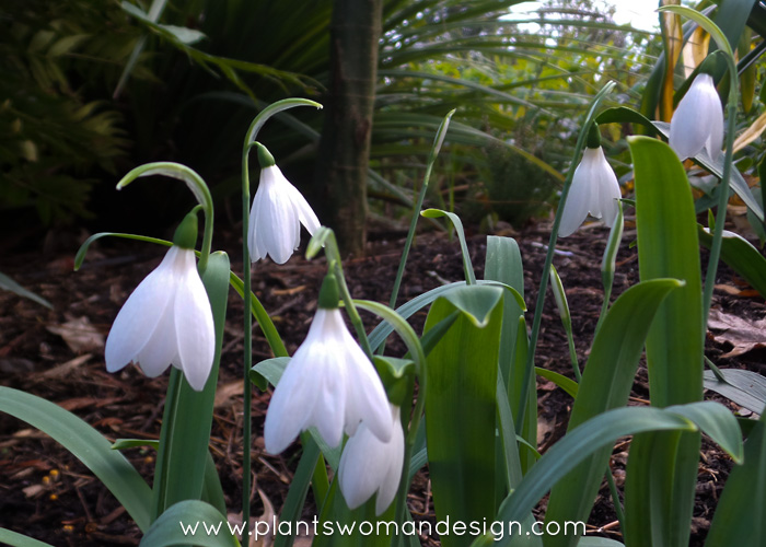 Snow Drop Fever: Beguiling Galanthus