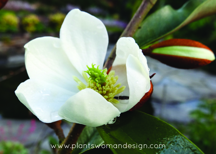 The Seductive Magnolia
