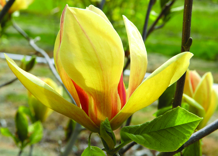 magnolia sunset plantswoman design