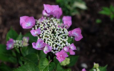 Plants I Dig: Summer Hydrangea Madness