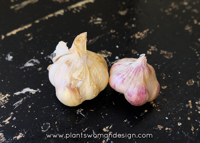 garlic harvest plantswoman design 006