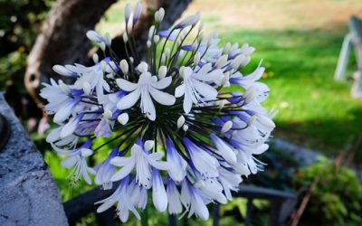 Agapanthus (another lily by another name)