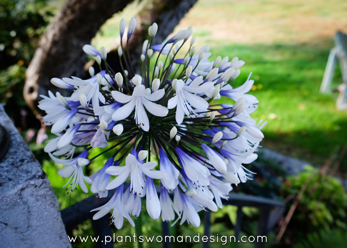 Agapanthus (another lily by another name)