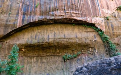 Traveling Plantswoman: Zion National Park