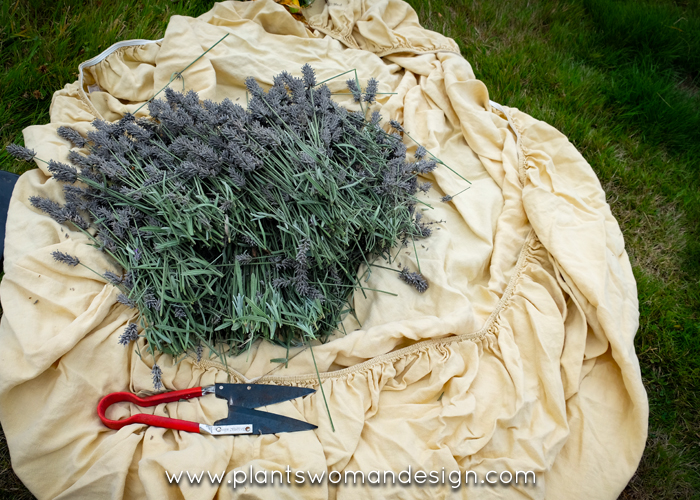 lavender harvest plantswoman design