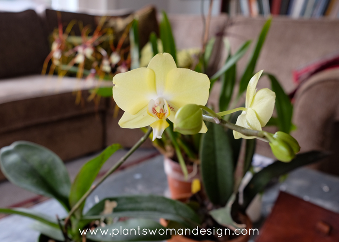 Indoor Gardening – January Beauty