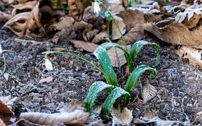 Snowdrops: Yes Spring Is Coming