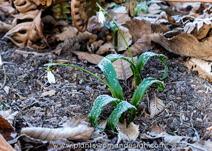 Snowdrops: Yes Spring Is Coming