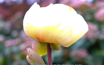 My Holy Grail: Paeonia Mlokosewitschii, Molly the Witch Peony