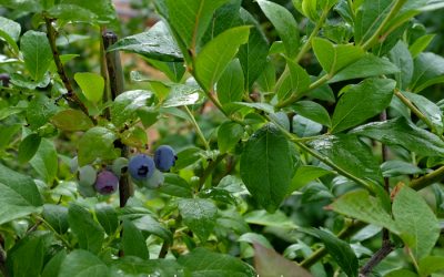 Blueberries for All Seasons