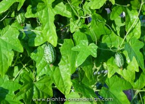 Cucamelon Harvest and Recipes | Dirty Fingers Muddy Knees