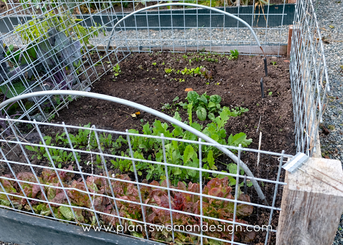 Protecting Your Vegetable Garden: Galvanized Fencing