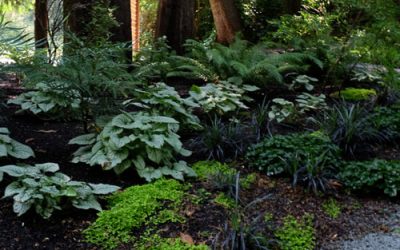 Shady Characters: Planting for Shade