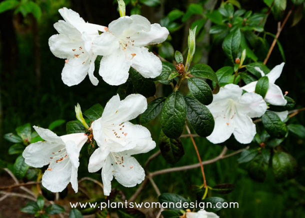 Rhododendrons, Ho Hum? | Dirty Fingers Muddy Knees