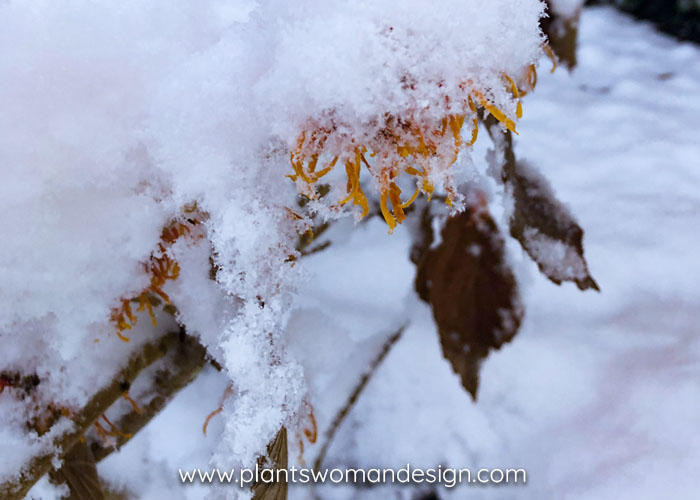Hamamelis Shopping In The Snow