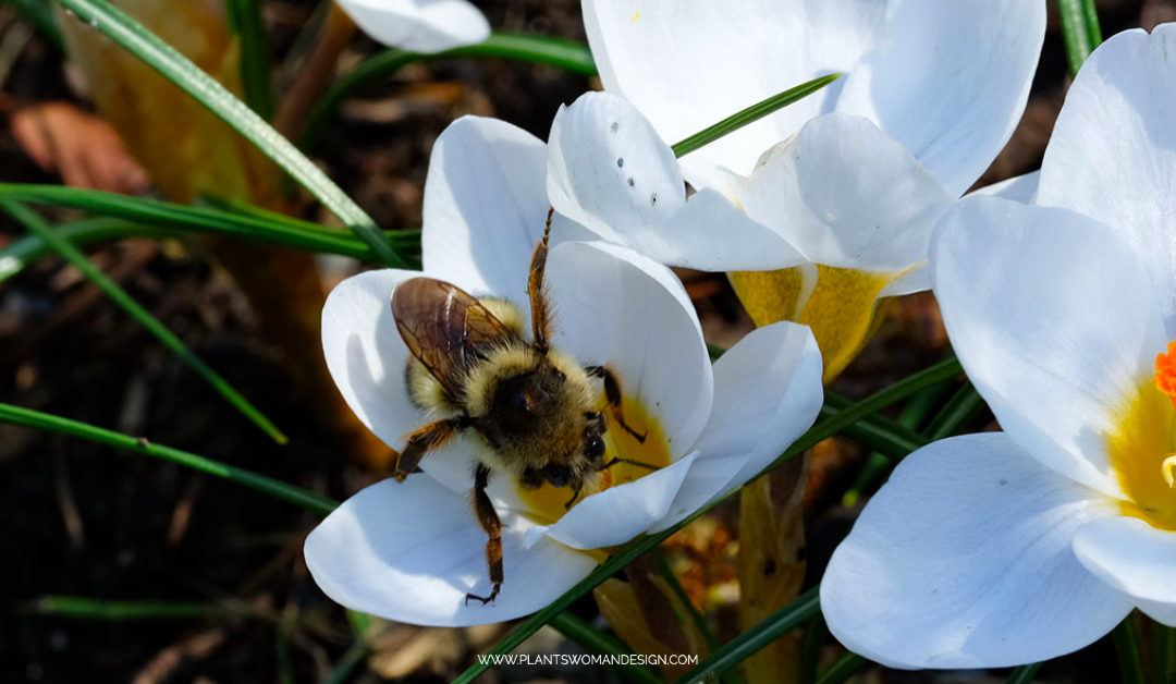 Winter Blooms for the Bees